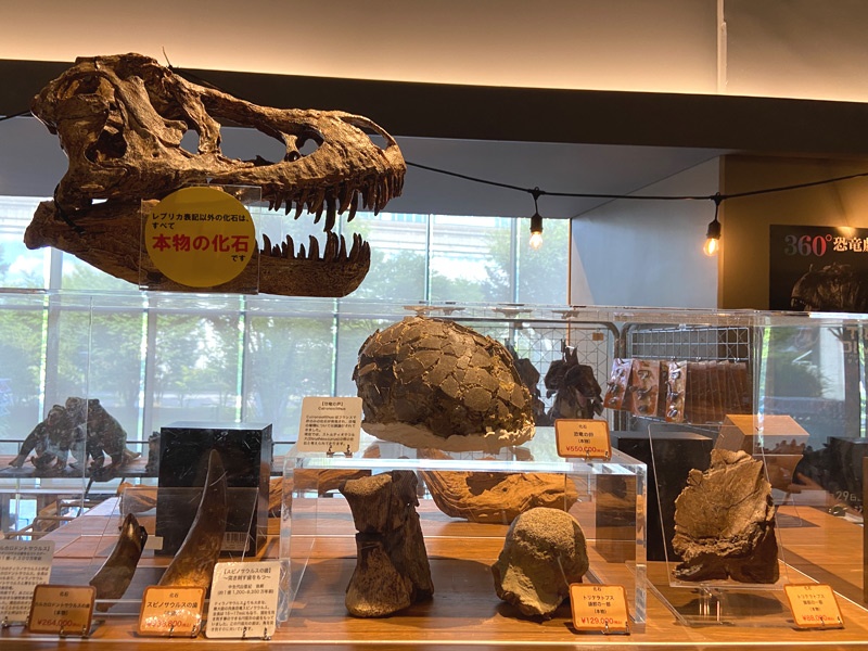 【立川の恐竜】グリーンスプリングスの「不思議な恐竜博物館」に行ってみた